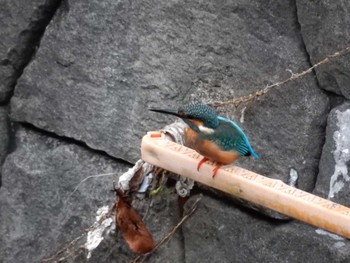 Common Kingfisher 平和の森公園、妙正寺川 Thu, 8/18/2022