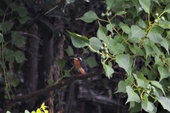 カワセミ 長居植物園 2022年8月12日(金)