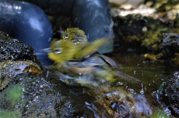 メジロ 長居植物園 2022年8月14日(日)