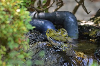 メジロ 長居植物園 2022年8月14日(日)