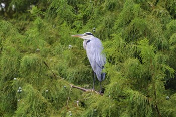 アオサギ 長居植物園 2022年8月14日(日)