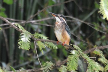 カワセミ 長居公園植物園 2022年8月16日(火)