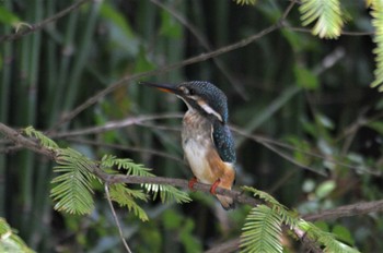 カワセミ 長居公園植物園 2022年8月16日(火)