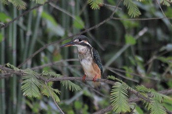 カワセミ 長居公園植物園 2022年8月16日(火)