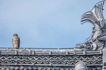 Eurasian Goshawk Akashi Park Mon, 1/15/2018