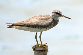 2022年8月12日(金) 谷津干潟の野鳥観察記録