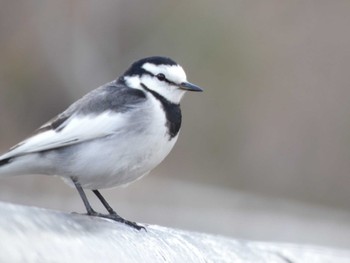 White Wagtail 昆陽池 Tue, 12/28/2021