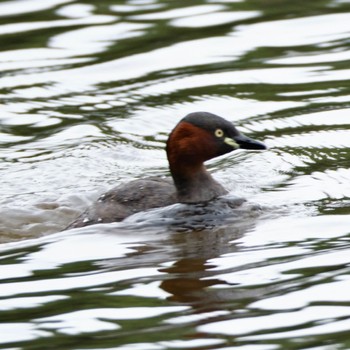 Little Grebe Nishioka Park Thu, 8/18/2022