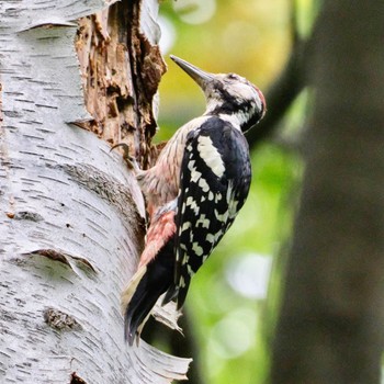White-backed Woodpecker Nishioka Park Thu, 8/18/2022