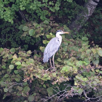 Grey Heron Nishioka Park Thu, 8/18/2022