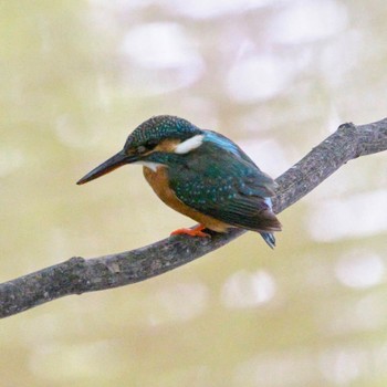 Common Kingfisher Nishioka Park Thu, 8/18/2022