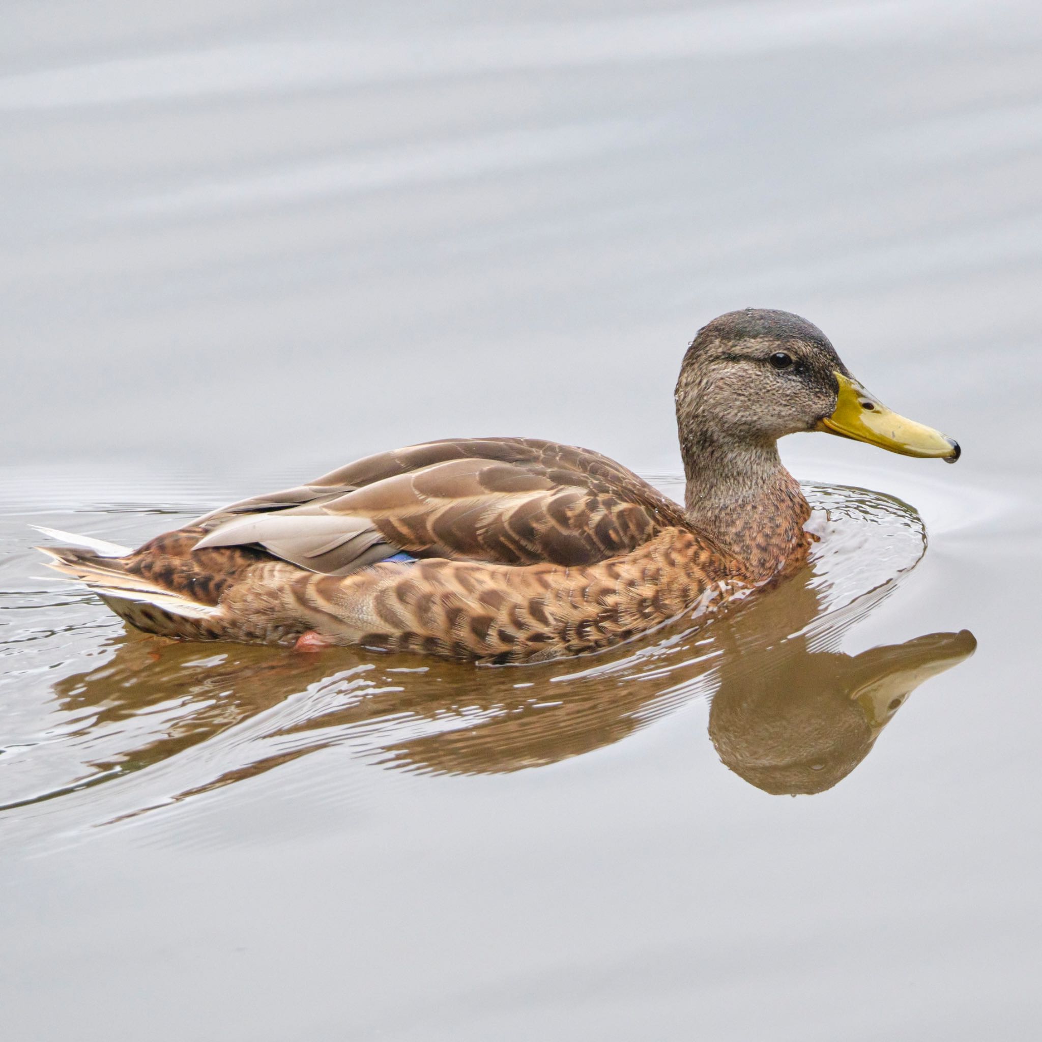 Photo of Mallard at Nishioka Park by haha.9535