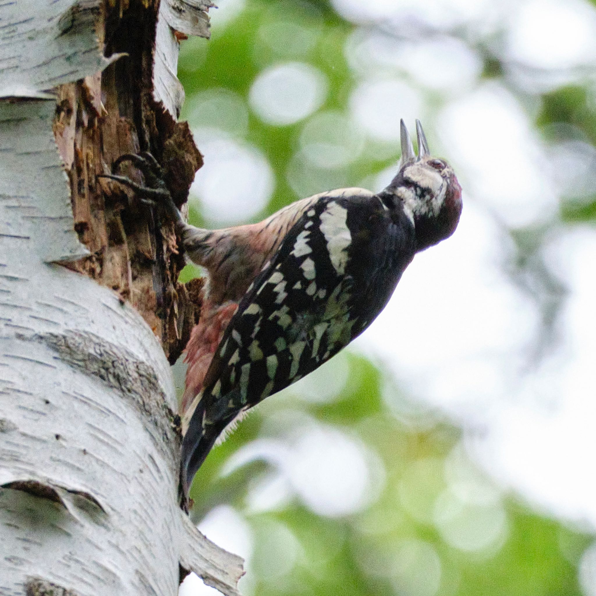 Photo of White-backed Woodpecker at Nishioka Park by hal9000