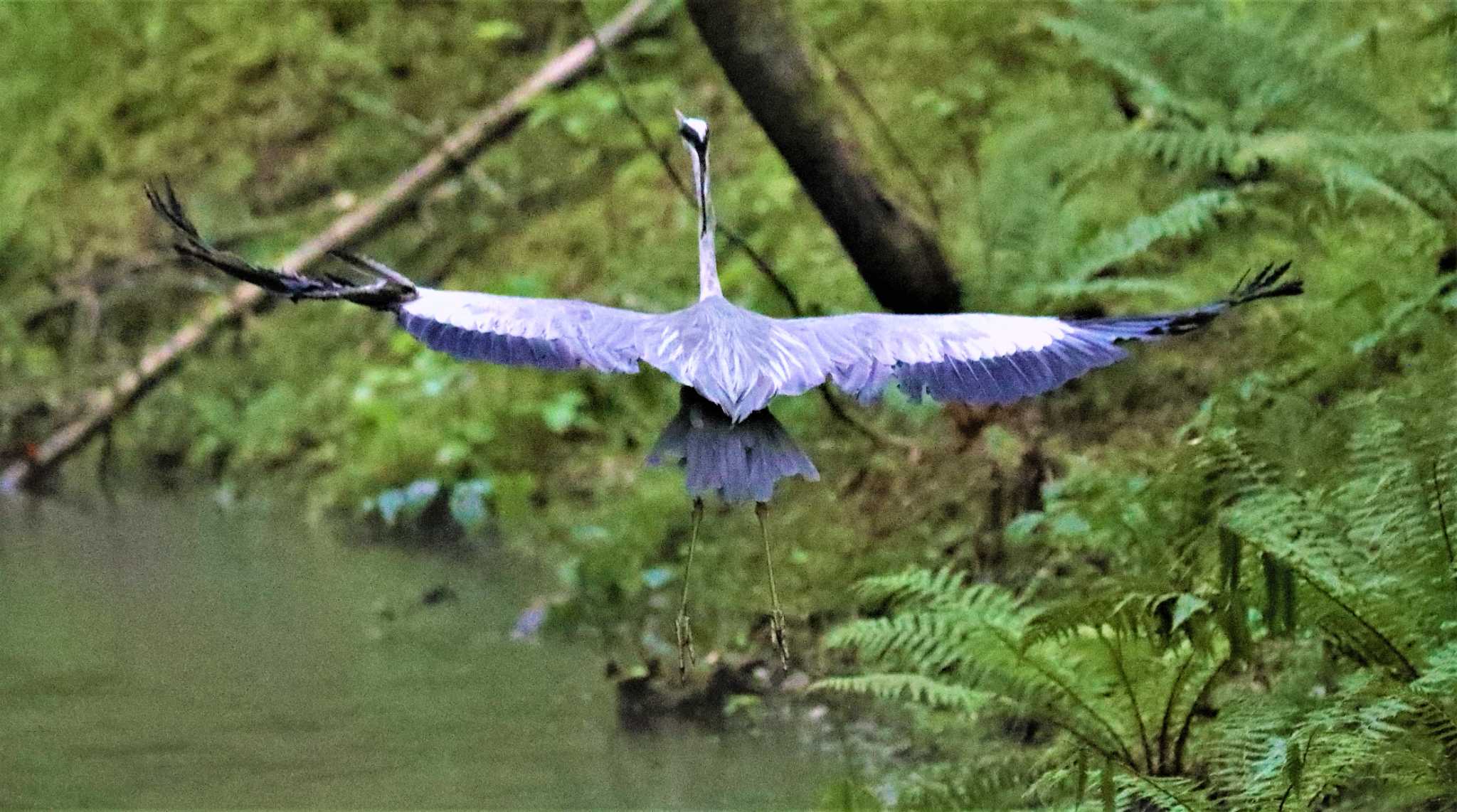 アオサギ by Hokkaido.univ