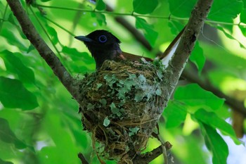 Black Paradise Flycatcher Unknown Spots Thu, 6/30/2022