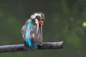 Common Kingfisher Nagahama Park Sat, 7/16/2022