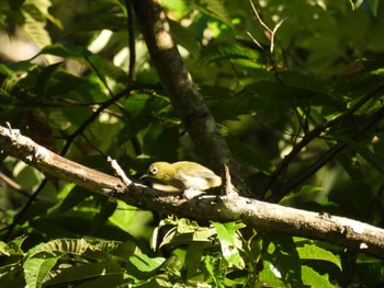 Warbling White-eye 太白山自然観察の森 Sun, 7/31/2022