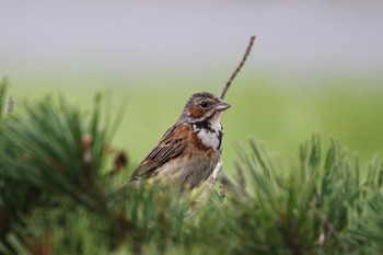 2022年8月18日(木) いしかり調整池(石狩調整池)の野鳥観察記録