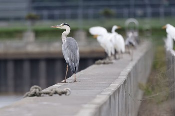 Grey Heron いしかり調整池(石狩調整池) Thu, 8/18/2022