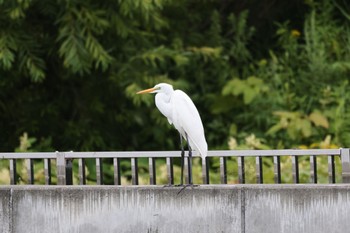 Great Egret いしかり調整池(石狩調整池) Thu, 8/18/2022