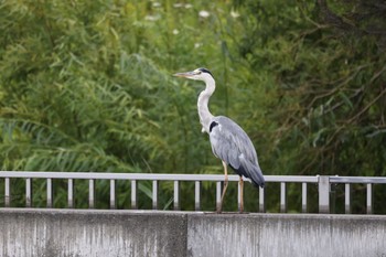 Grey Heron いしかり調整池(石狩調整池) Thu, 8/18/2022