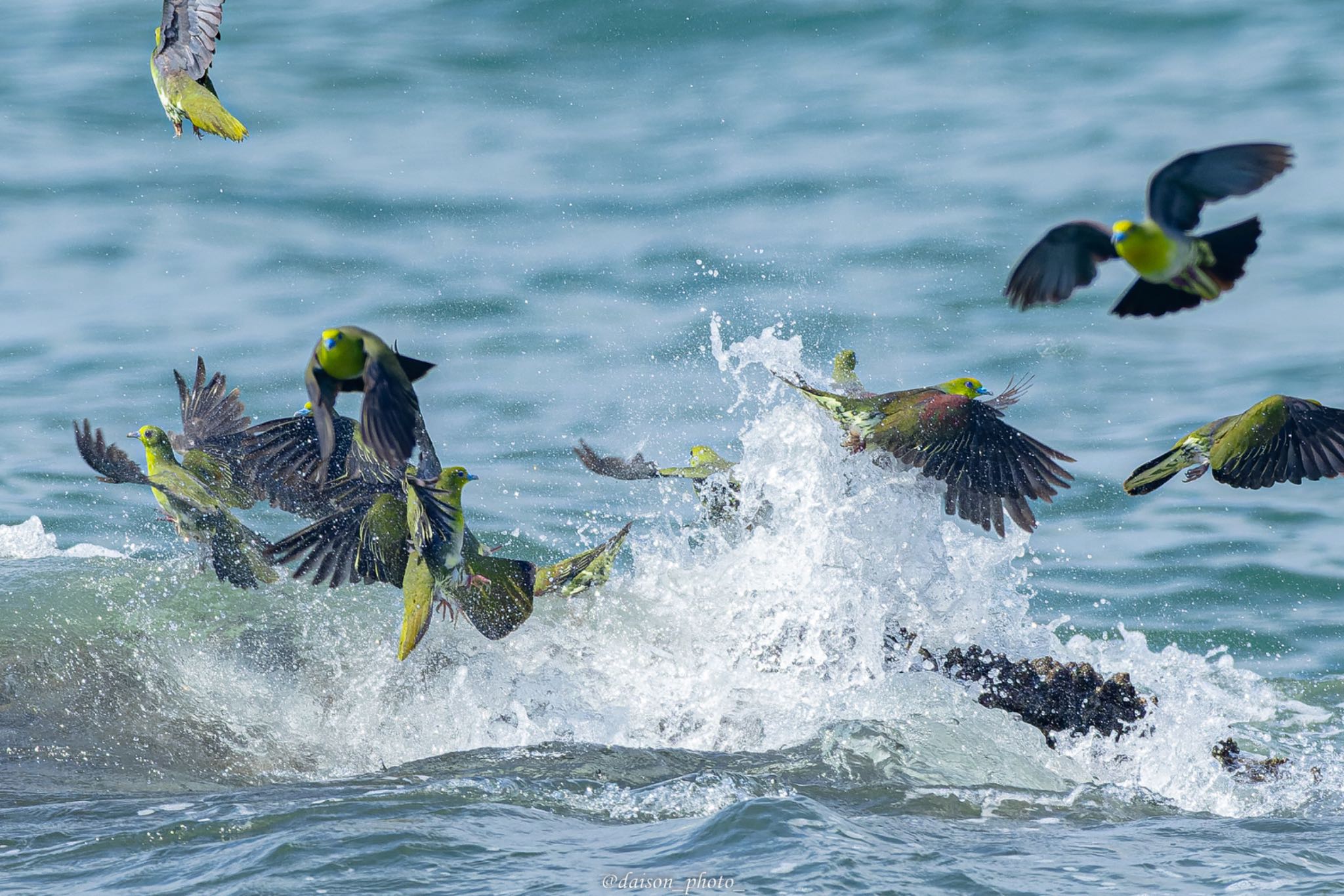 大磯照ヶ崎海岸 アオバトの写真 by Daison