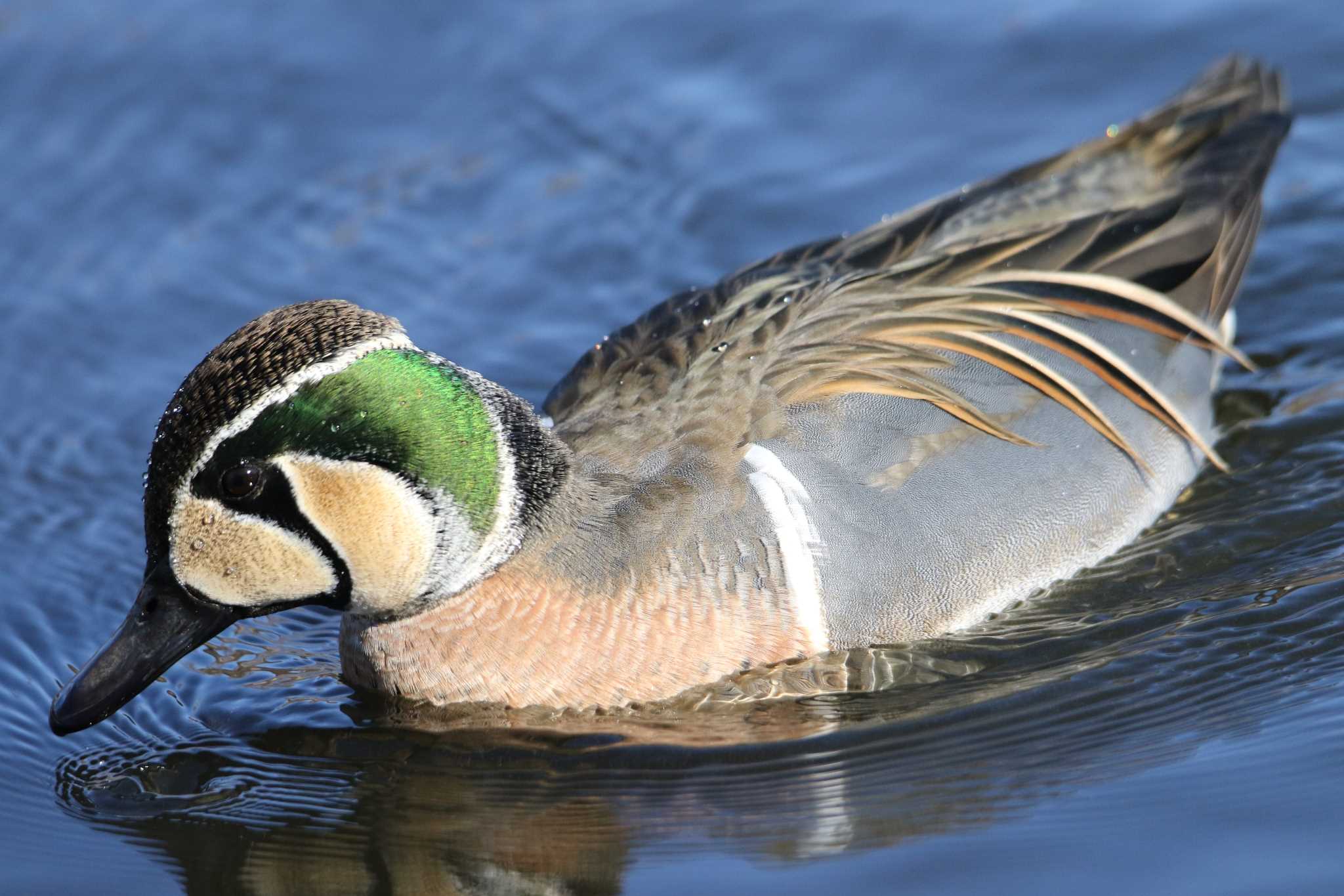 見沼自然公園 トモエガモの写真 by マイク