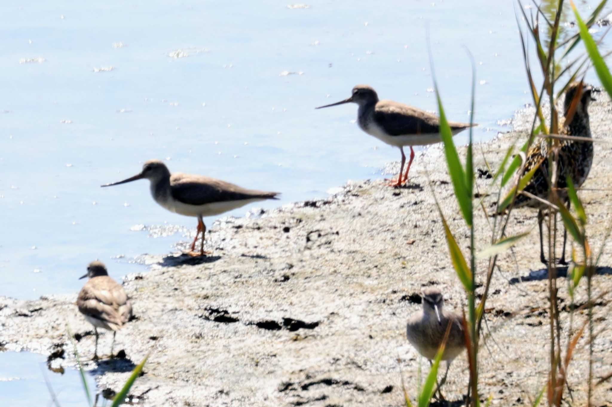 大阪南港野鳥園 ソリハシシギの写真