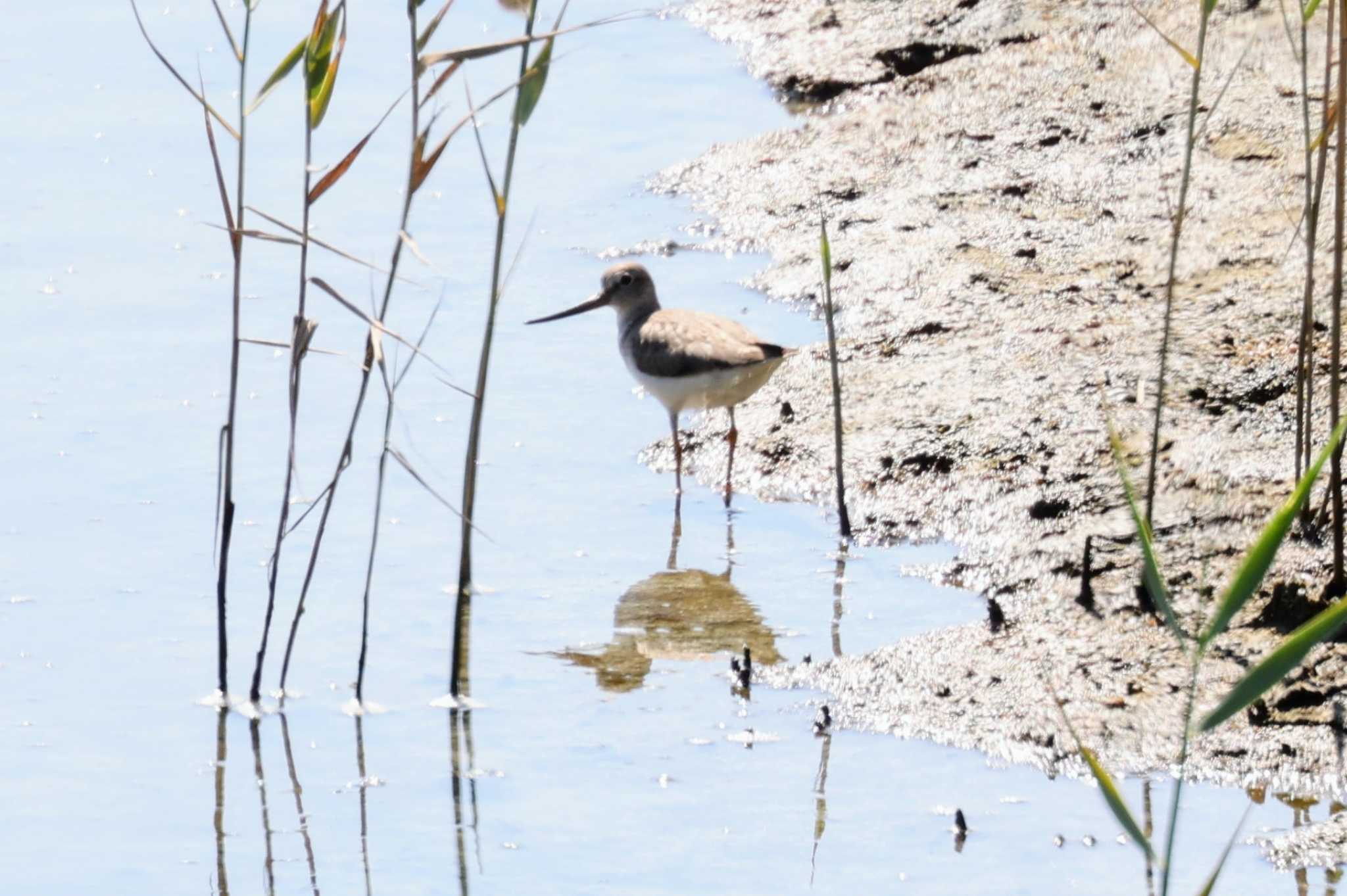 大阪南港野鳥園 ソリハシシギの写真