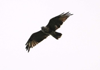 2022年8月11日(木) 昭和の森(福島県)の野鳥観察記録