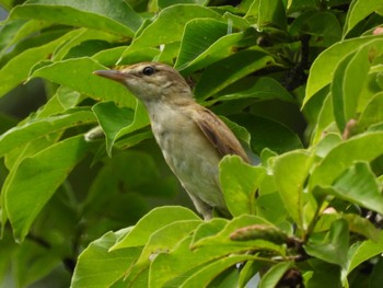 2022年8月12日(金) 猪苗代湖の野鳥観察記録