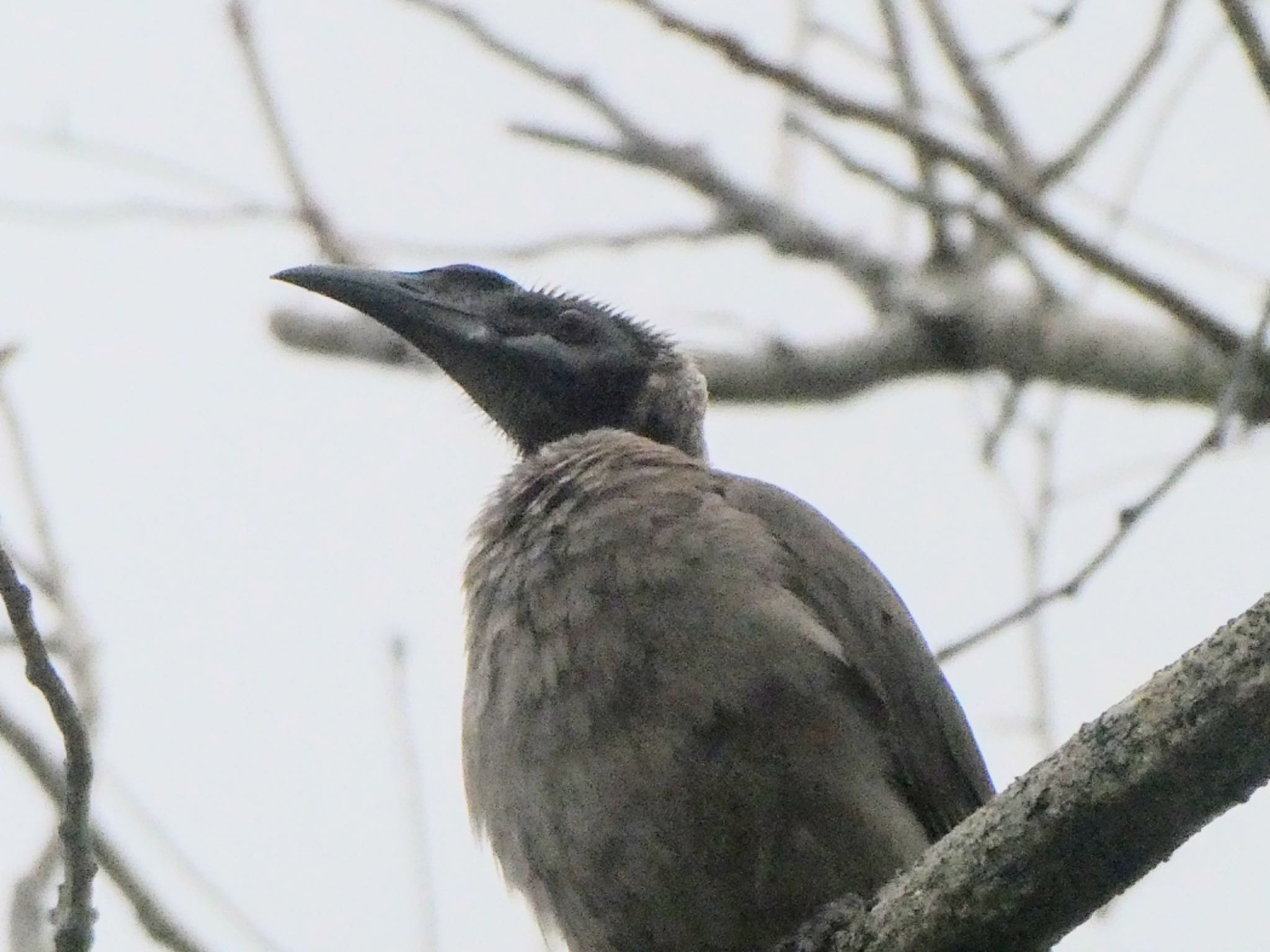 Photo of Helmeted Friarbird at Cairns Cemetery by Maki