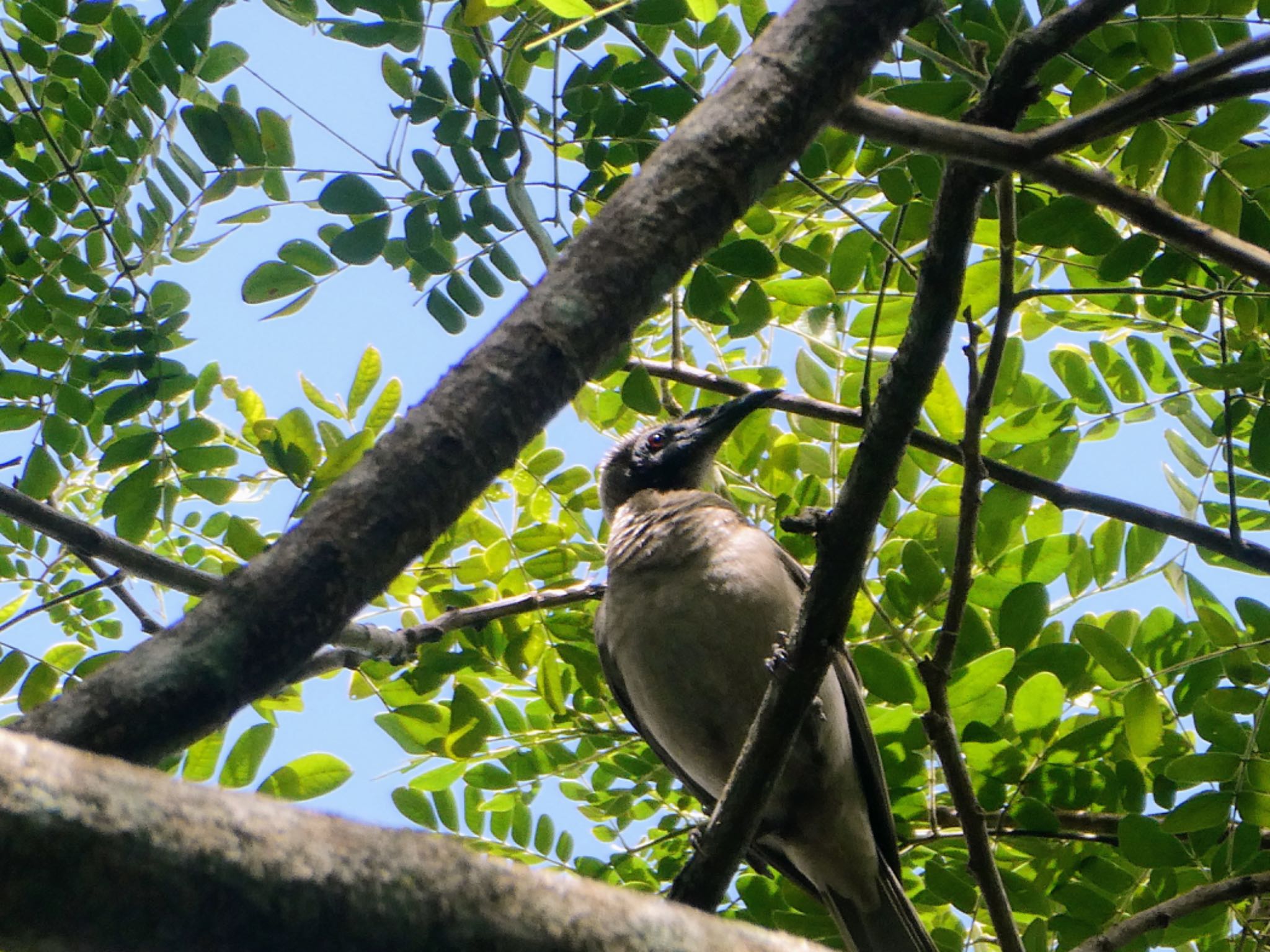 Centenary Lakes(Cairns) トサカハゲミツスイの写真