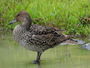 Sat, 8/13/2022 Birding report at 中山森林公園(福島県)