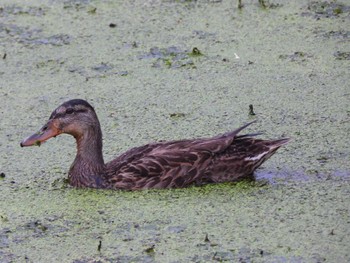 Sat, 8/13/2022 Birding report at 豊栄サービスエリア(新潟県)