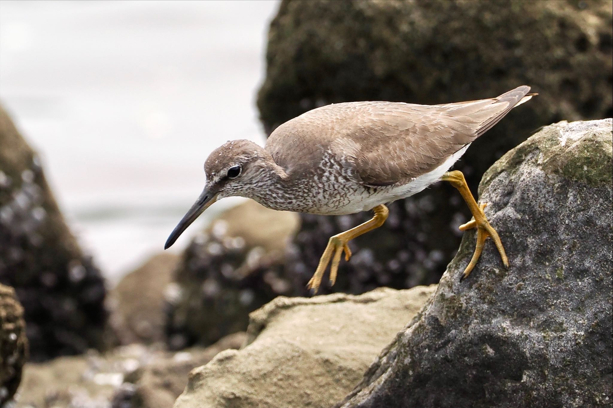 東京港野鳥公園 キアシシギの写真