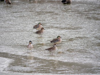 Baikal Teal 辰巳公園(長野県) Sat, 1/27/2018