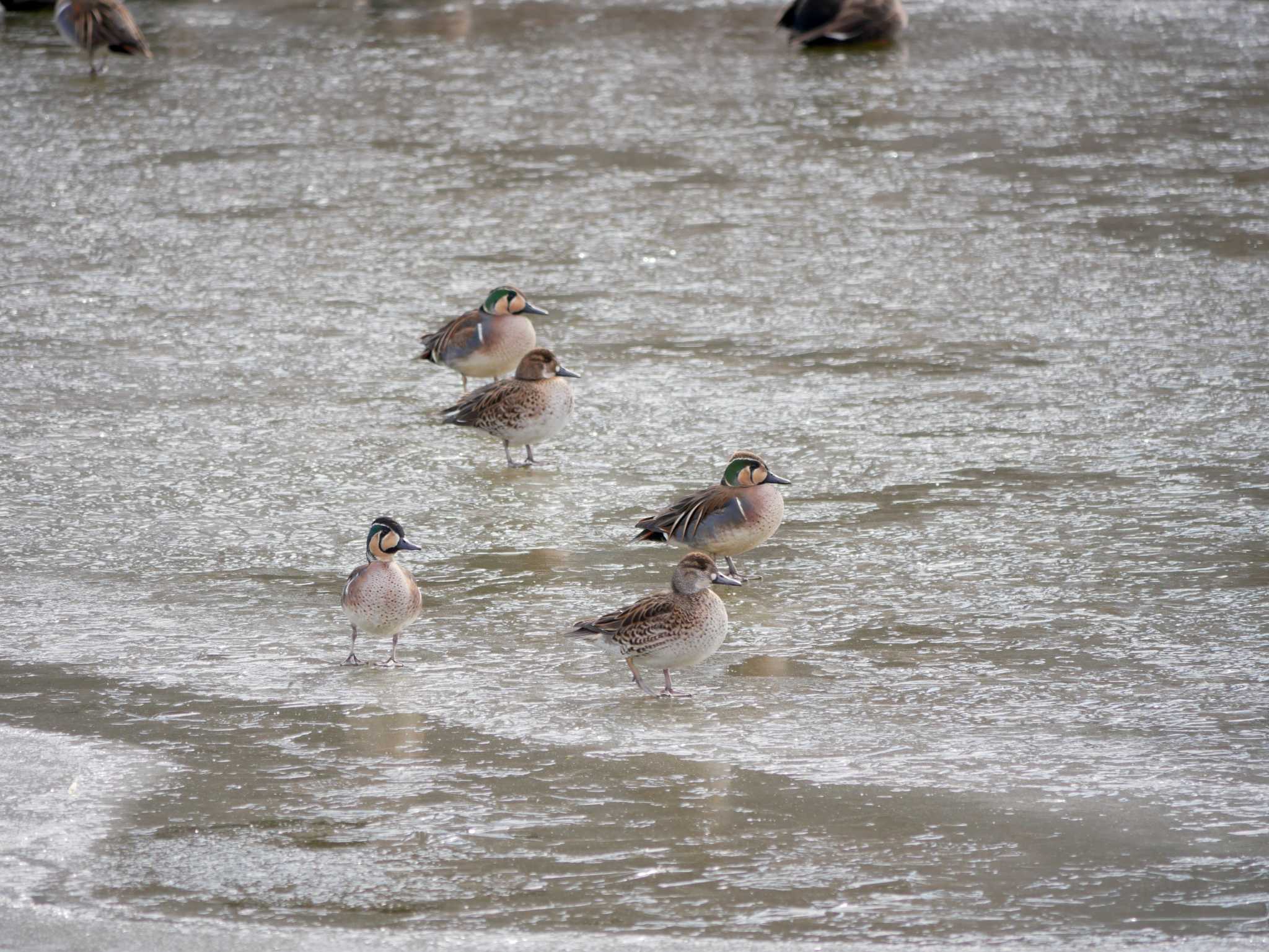 Photo of Baikal Teal at 辰巳公園(長野県) by toriharu