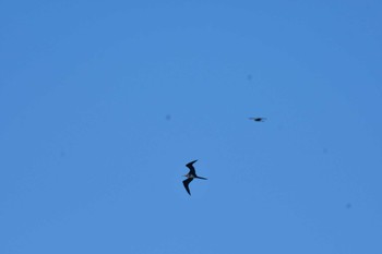 Great Frigatebird 柳島海岸 Thu, 8/18/2022