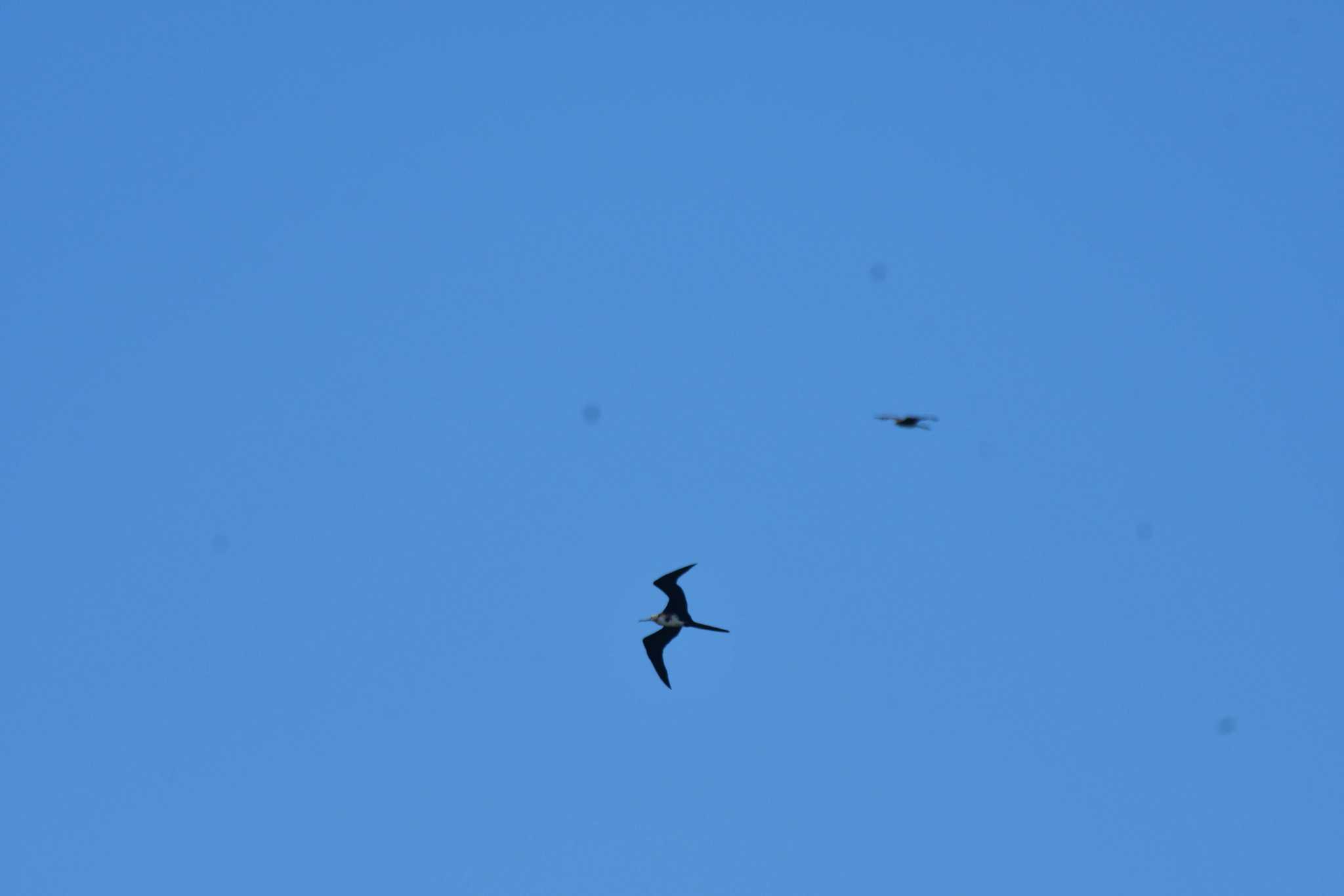 Photo of Great Frigatebird at 柳島海岸 by やなさん