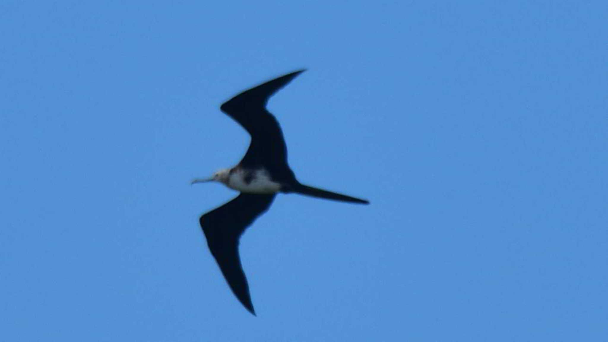Photo of Great Frigatebird at 柳島海岸 by やなさん