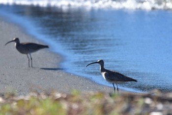 チュウシャクシギ 柳島海岸 2022年8月18日(木)