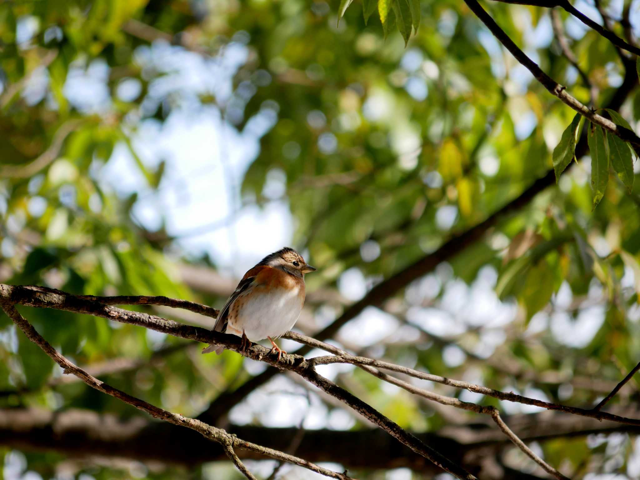 Photo of Brambling at 辰巳公園(長野県) by toriharu