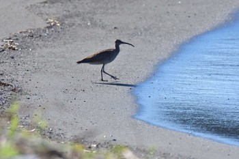 チュウシャクシギ 柳島海岸 2022年8月18日(木)