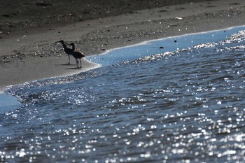 チュウシャクシギ 柳島海岸 2022年8月18日(木)