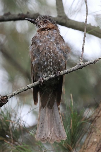 Brown-eared Bulbul(ogawae) 大瀬海岸(奄美大島) Thu, 8/11/2022