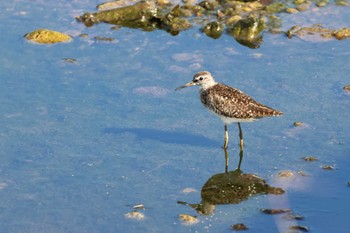 Wood Sandpiper Amami Island(General) Wed, 8/10/2022