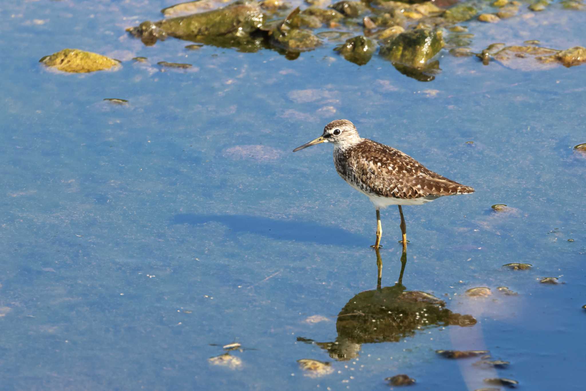 Photo of Wood Sandpiper at Amami Island(General) by it-kozou