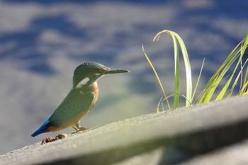 Common Kingfisher Amami Island(General) Wed, 8/10/2022