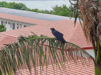 2021年4月23日(金) 西表島の野鳥観察記録